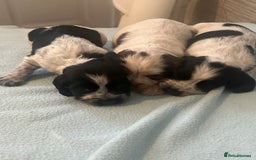 Cocker Spaniel dogs for sale: 🔥 rare coloured show type cocker spaniels  - Image 17