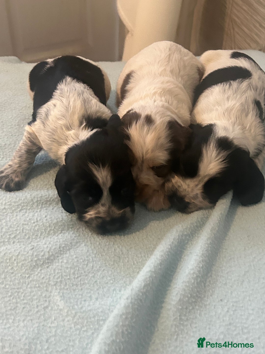 Cocker Spaniel dogs for sale: 🔥 rare coloured show type cocker spaniels  - Image 17