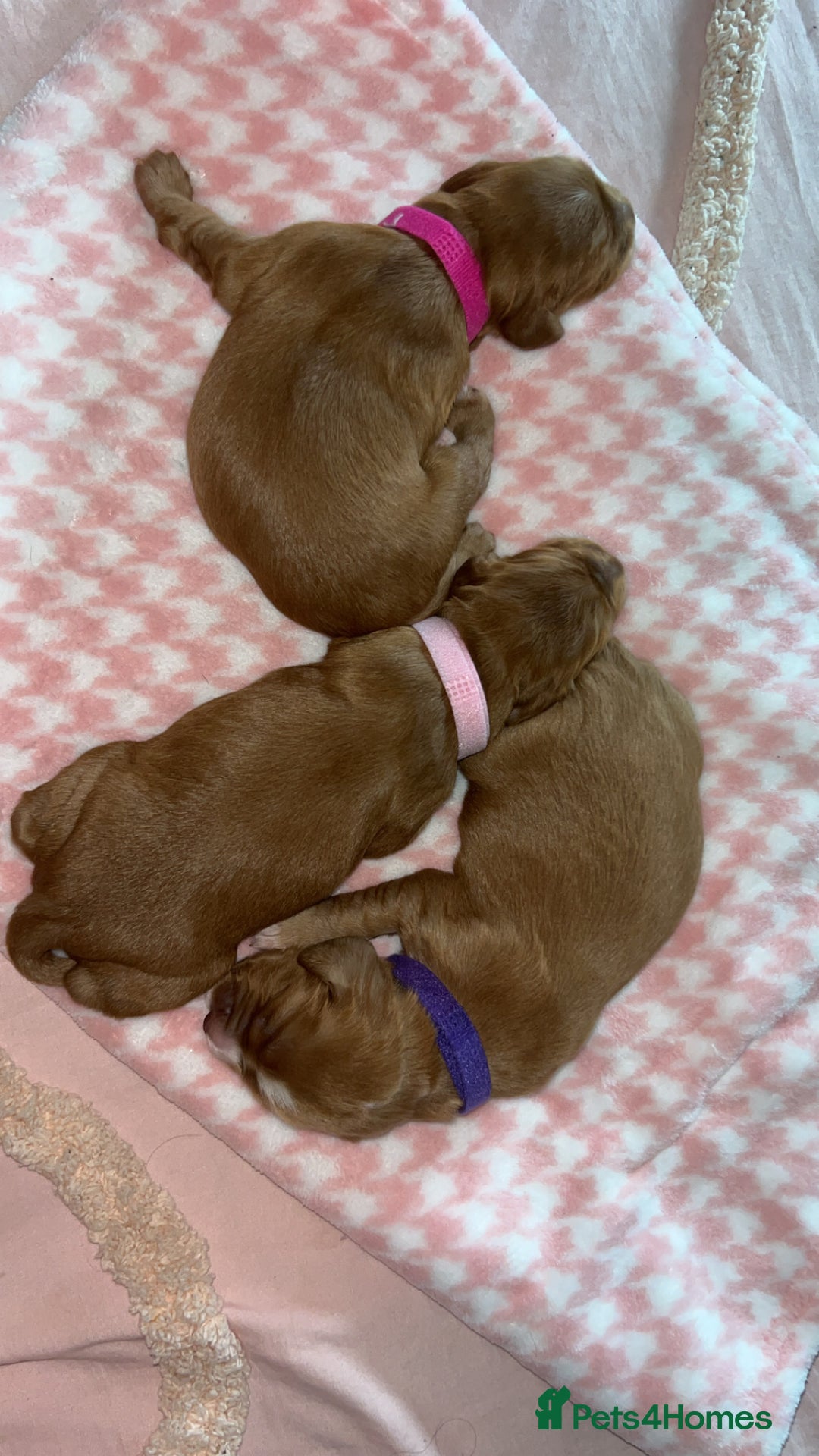 Cocker Spaniel dogs for sale: Gorgeous cocker spaniel pups(ONLY 1 REMAINING)  - Advert 2