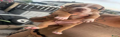 Mixed Breed Puppy 2