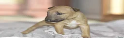 Miniature Bull terrier dogs for sale: Excellent miniature english bull terrier puppies  - Advert 4