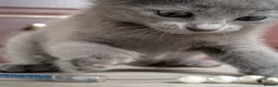 Russian Blue cats for sale: Beautiful Russian Blue Kittens - Advert 3