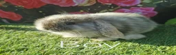 Mini Lop rabbits for sale: mini lop baby rabbits - Advert 2