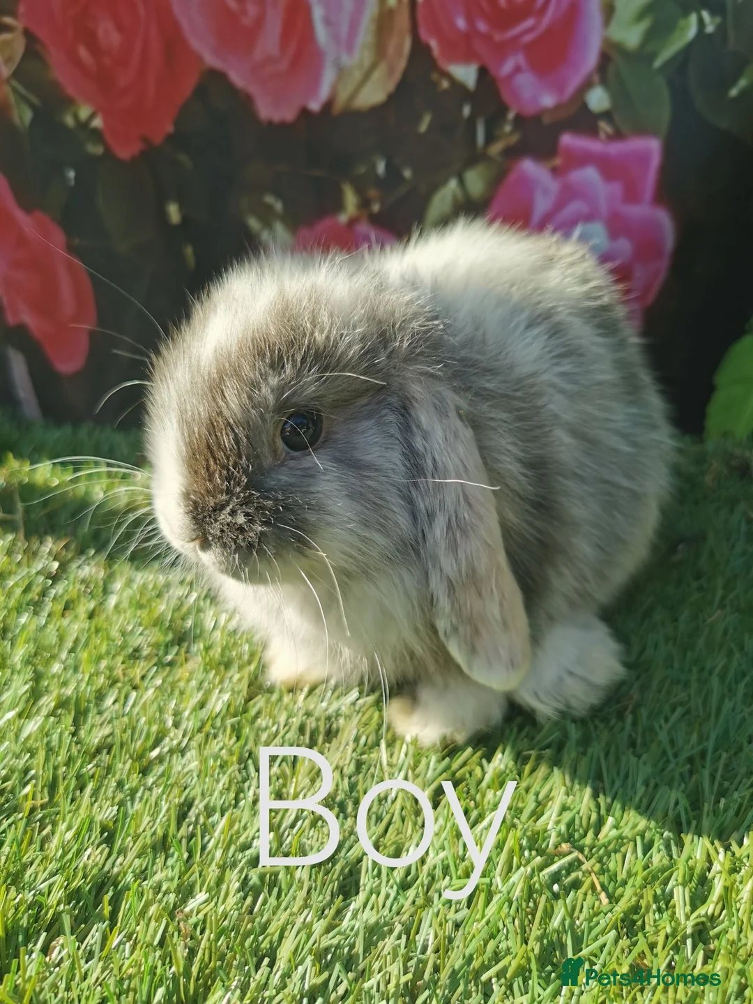 Mini Lop rabbits for sale: mini lop baby rabbits - Advert 2