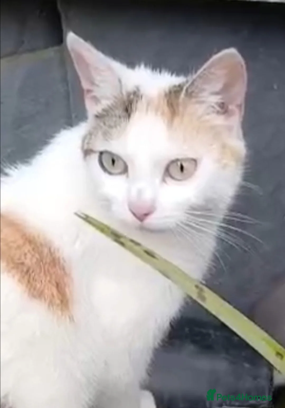 Mixed Breed cats for sale: Two ginger and white kittens  - Advert 12