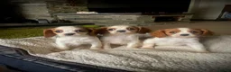 Cavalier King Charles Spaniel dogs for sale: ⭐️ Cavalier King Charles puppies ⭐️ - Advert 7