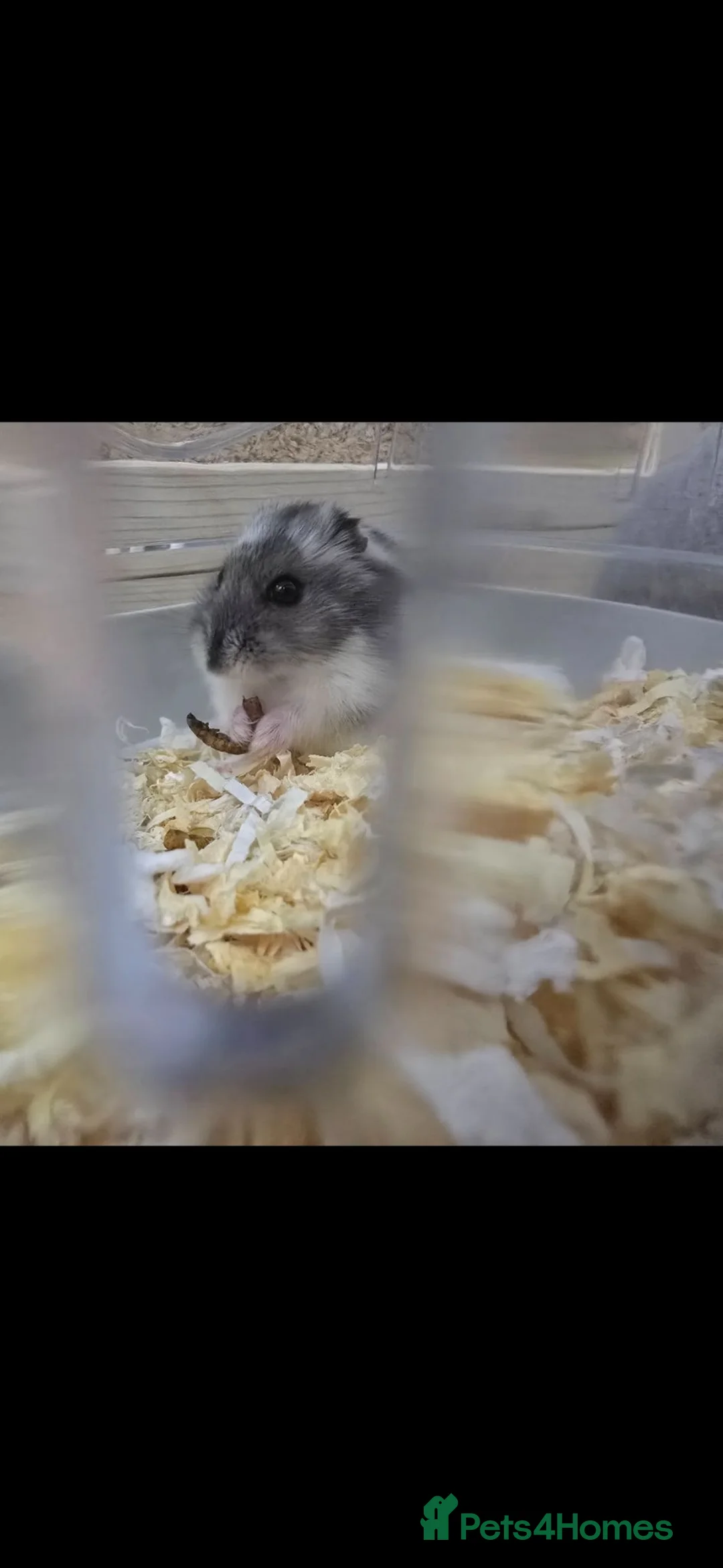 Hamster rodents for sale: Dwarf hamster and all accessories for sale - Advert 3