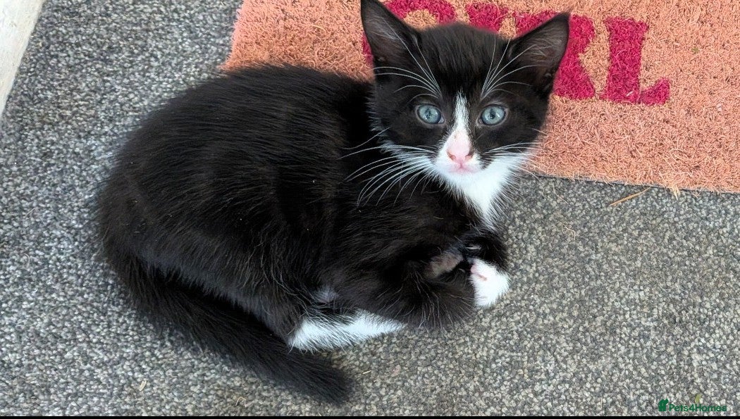 Domestic Shorthair cats Sweethearts ❤️ - Advert 8