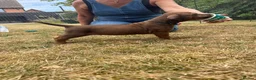 Rhodesian Ridgeback dogs for sale: Rhodesian Ridgeback Puppies born 21st June 2026 - Advert 11
