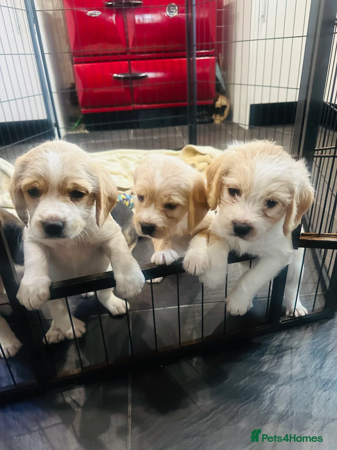 Mixed Breed dogs for sale: 🐾 Absolutely adorable Beagle x Cavapoo 🐾  - Advert 2
