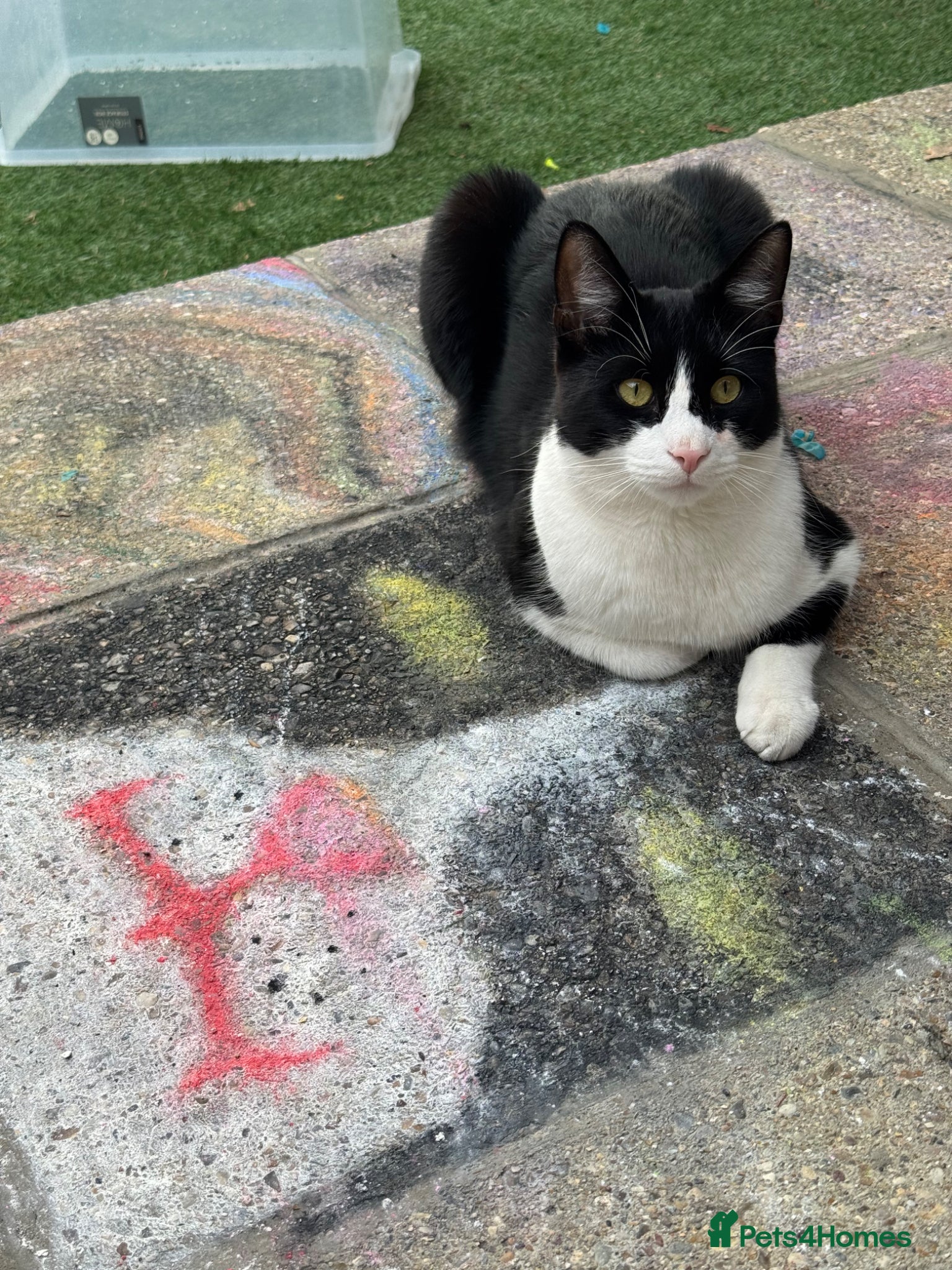 Domestic Shorthair cats Free Lovely tuxedo cat - Advert 2