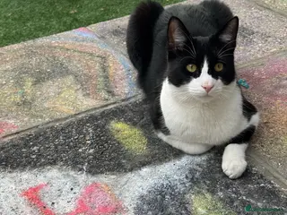 Domestic Shorthair cats Free Lovely tuxedo cat - Advert 2