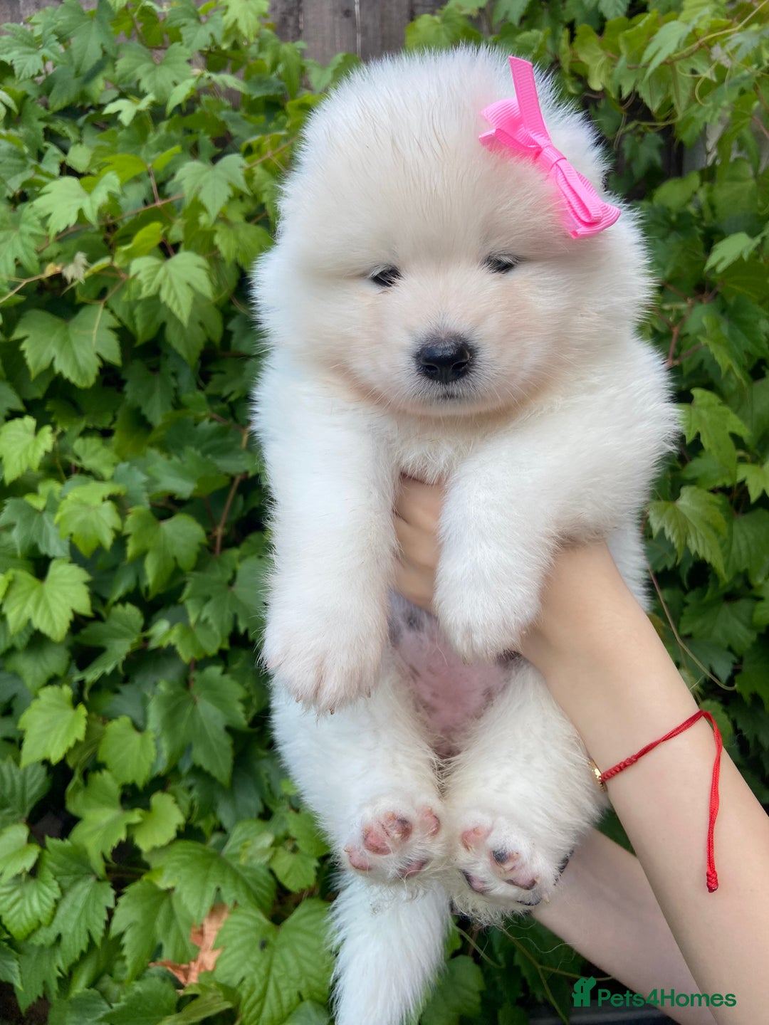 Samoyed dogs for sale: Beautiful Samoyed puppies  - Image 17