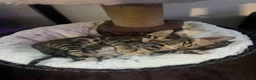Bengal cats for sale: Beautiful Brown, Snow and Silver TICA Bengals - Advert 9