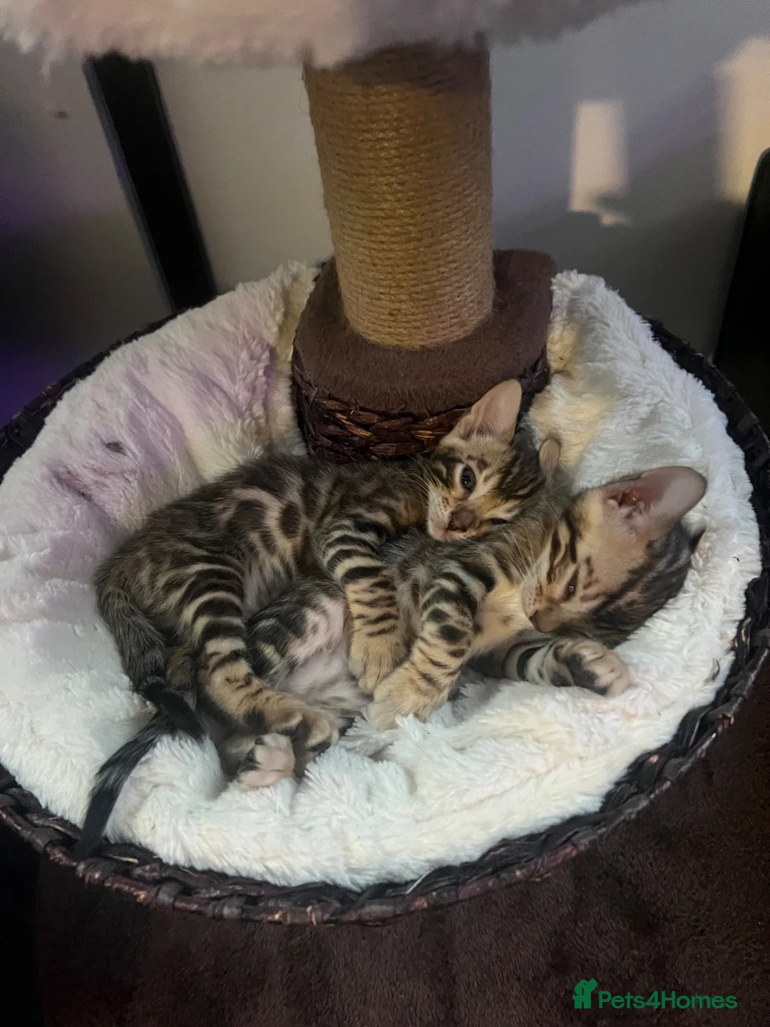 Bengal cats for sale: Beautiful Brown, Snow and Silver TICA Bengals - Advert 9