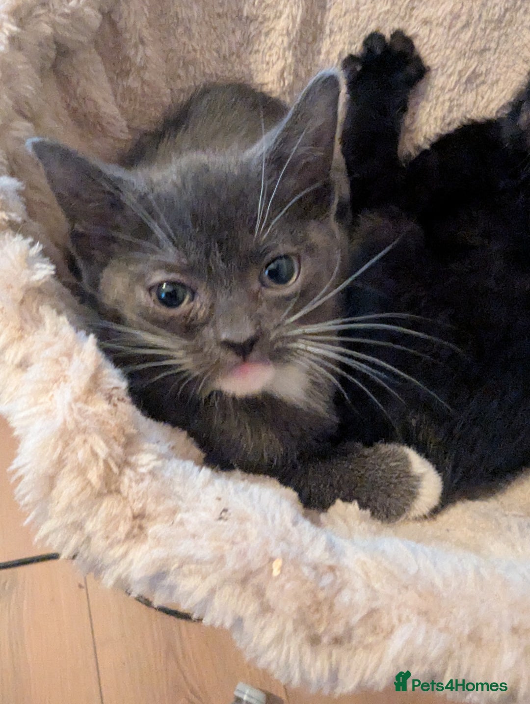 Mixed Breed cats for sale: Beautiful kittens  - Advert 1