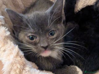 Mixed Breed cats Beautiful kittens - Advert 1