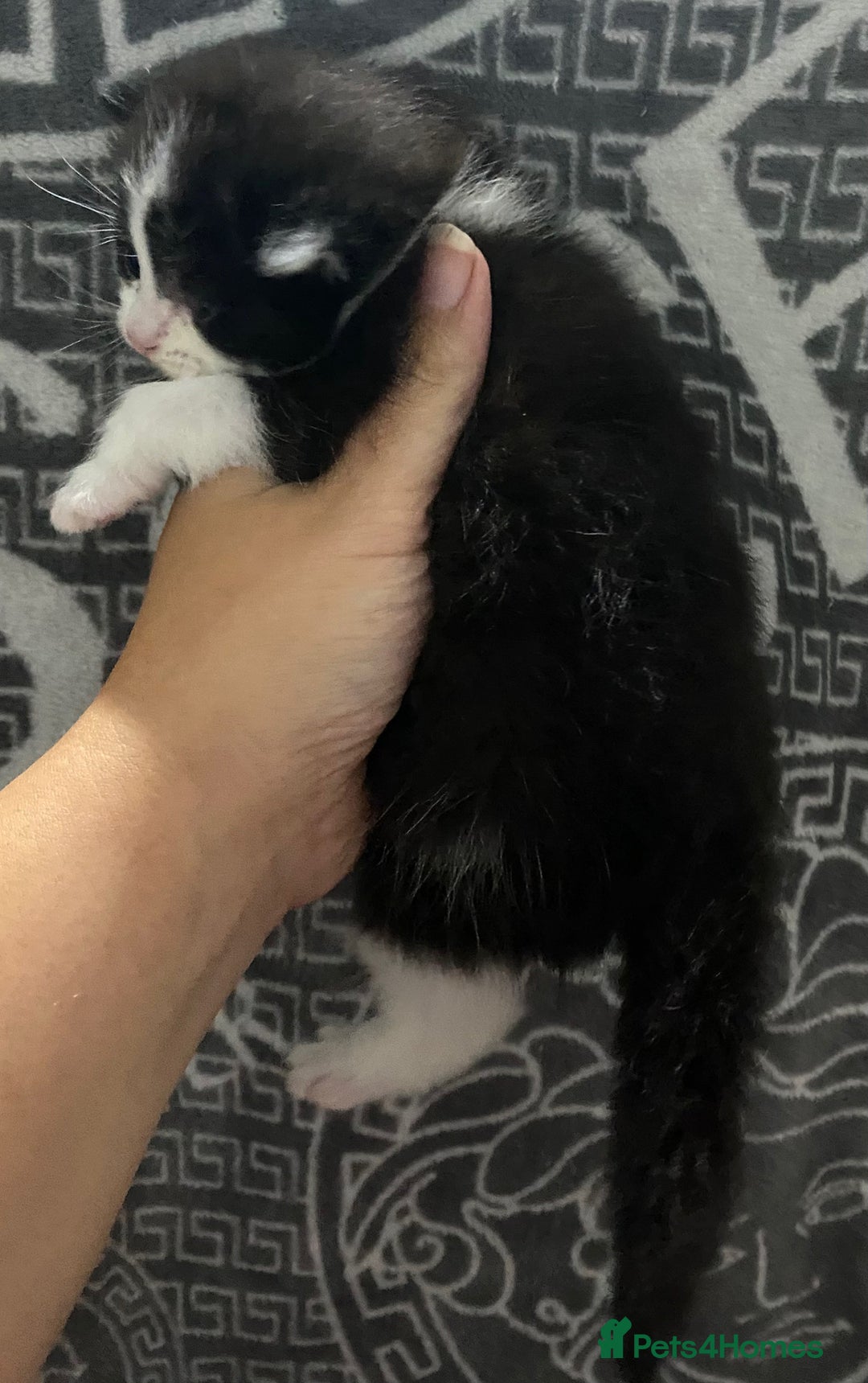 British Shorthair cats for sale: 2 girls 1 boy very docile  - Image 8