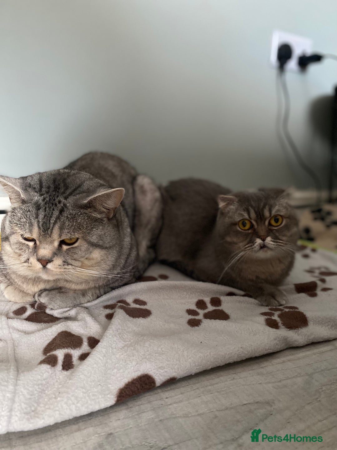 Scottish Fold cats for sale: Little buddies looking for home - Advert 24