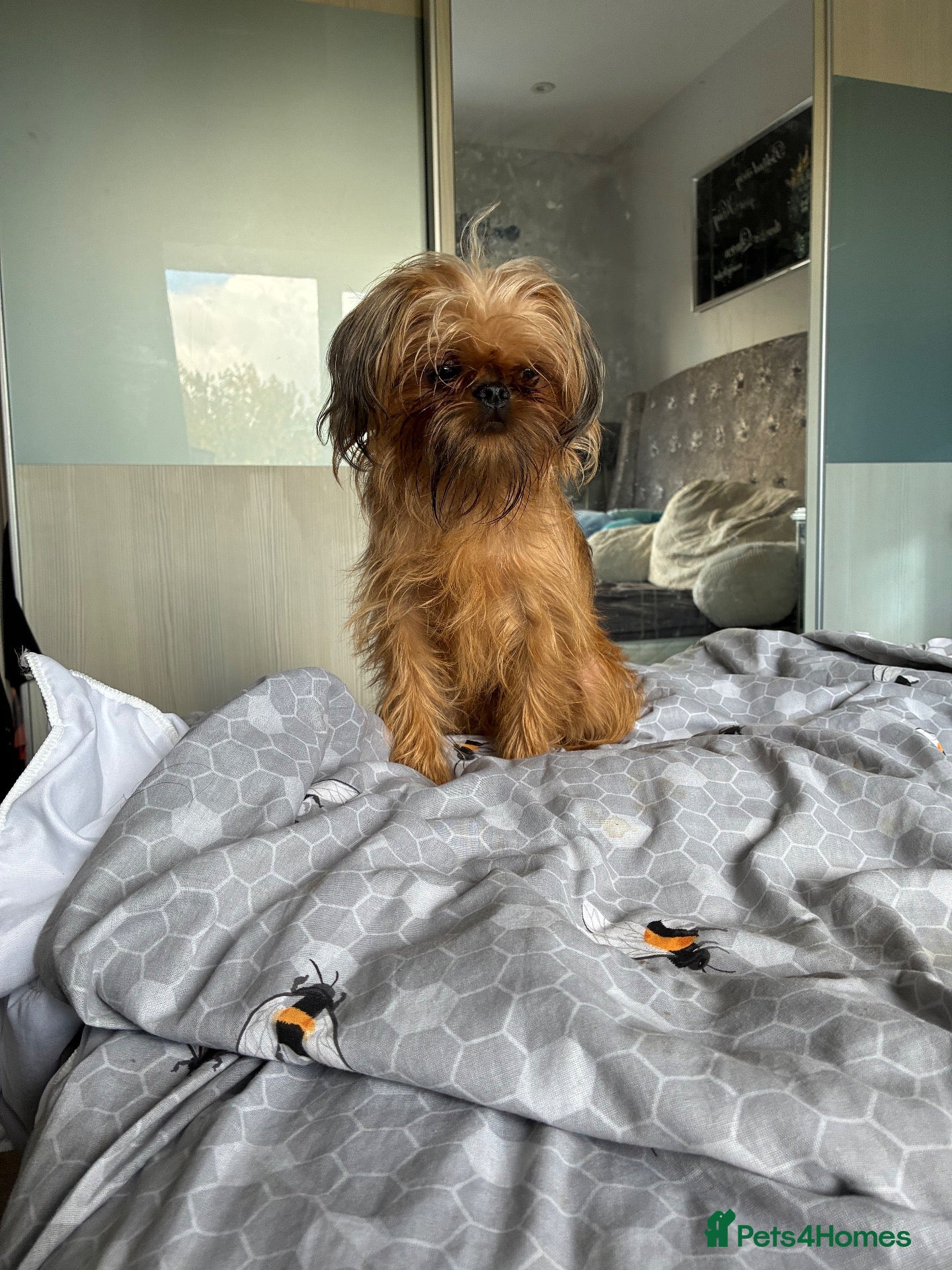 Mixed Breed dogs for sale: griffon cross Chihuahua puppies - Advert 1