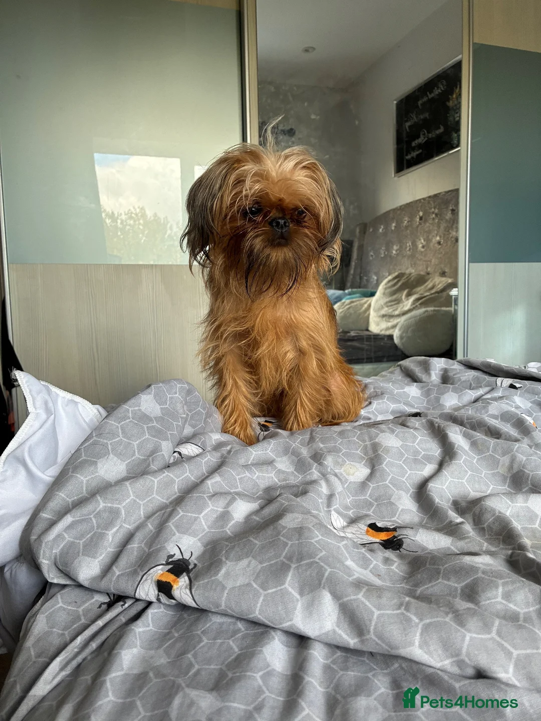Mixed Breed dogs for sale: griffon cross Chihuahua puppies in Darlington - Advert 1
