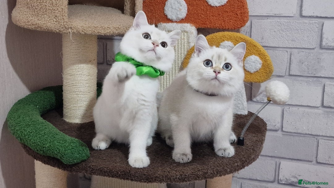 British Shorthair cats for sale: Pedigree British shorthair boy, Champion parents.  - Image 33