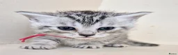 Bengal cats for sale: Bengal X British shorthair - Advert 7