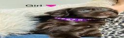 Sprocker dogs for sale: Beautiful mixed litter of sprockers  in Peterlee - Advert 7