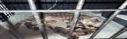 American Shorthair cats for sale: 4 kittens - Advert 9