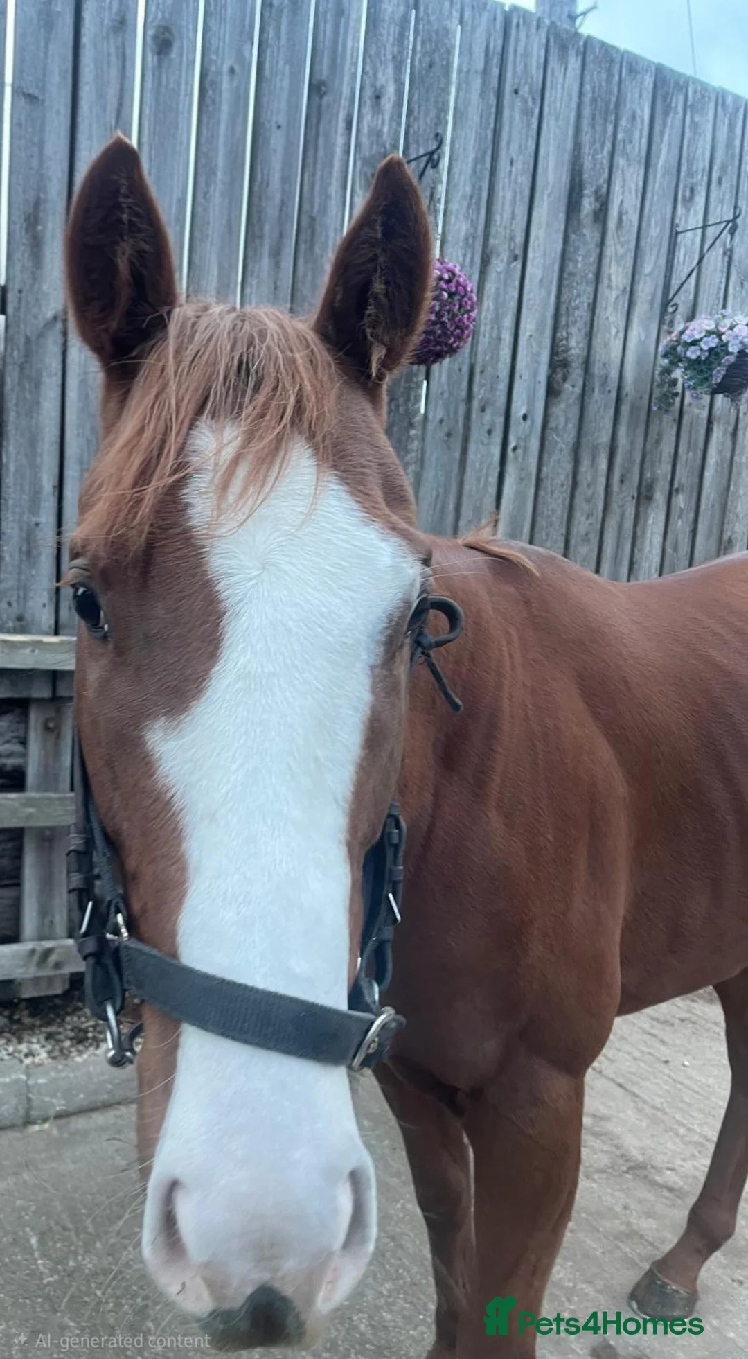 English Thoroughbred horses for sale: Two 3yr old Thoroughbred Geldings - Advert 3