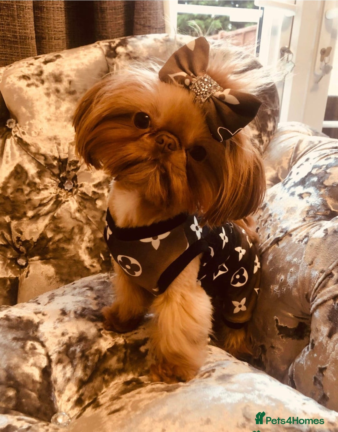 Shih Tzu dogs for sale: Doll face shih tzu tri colour puppy’s  - Image 20