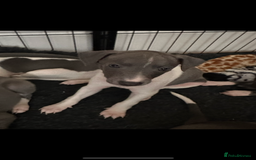 Mixed Breed dogs for sale: Whippet x Italian greyhound pups! READY NOW! - Image 3