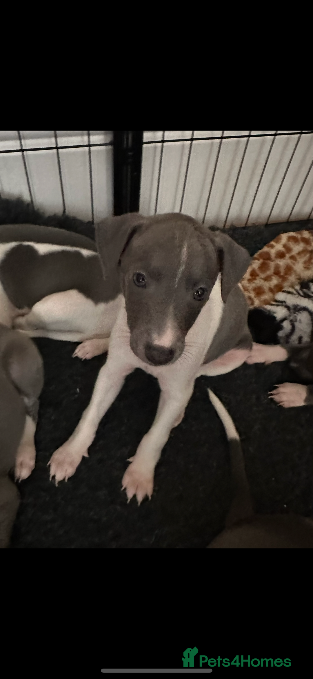 Mixed Breed dogs for sale: Whippet x Italian greyhound pups! READY NOW! - Image 3
