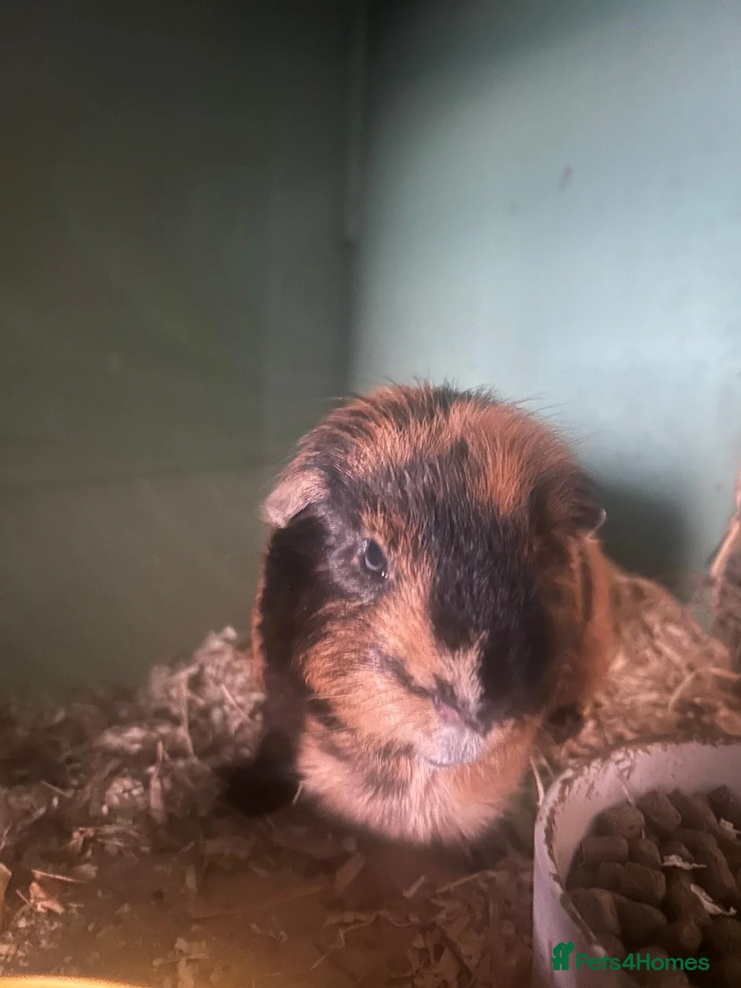 Guinea Pig rodents for sale: 1 male guinea pig 3.5 years old in Witney - Advert 2