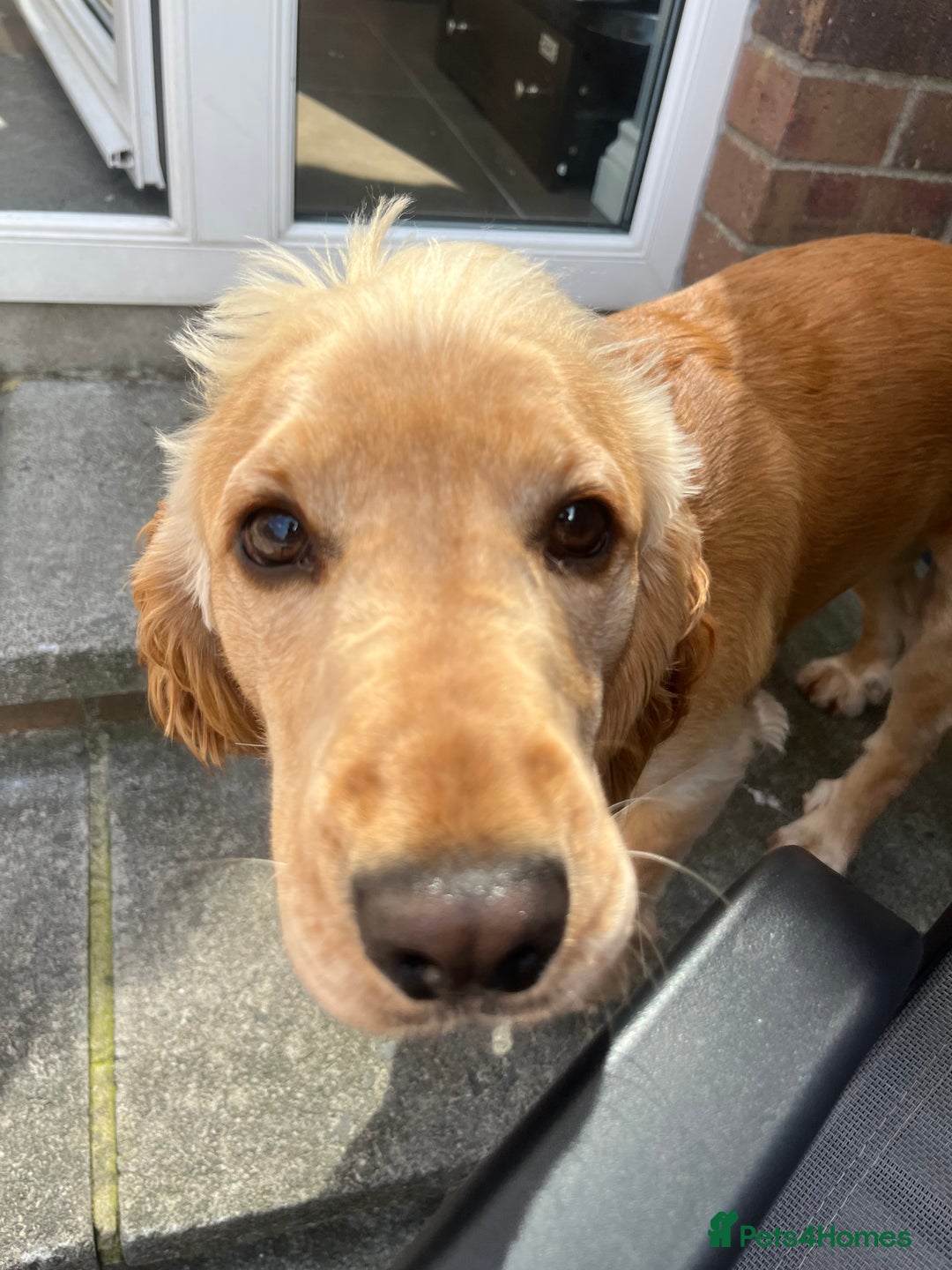 Cocker Spaniel dogs for sale: Marley - Image 6