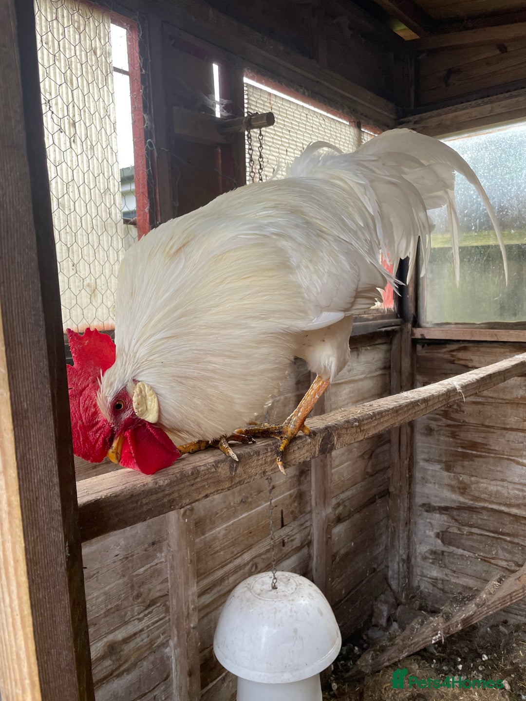 Chickens poultry for sale: Leghorn cockerel  - Advert 2