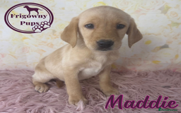 Labrador Retriever dogs for sale: Adorable KC Reg Labrador Puppies *Ready Now* - Image 6