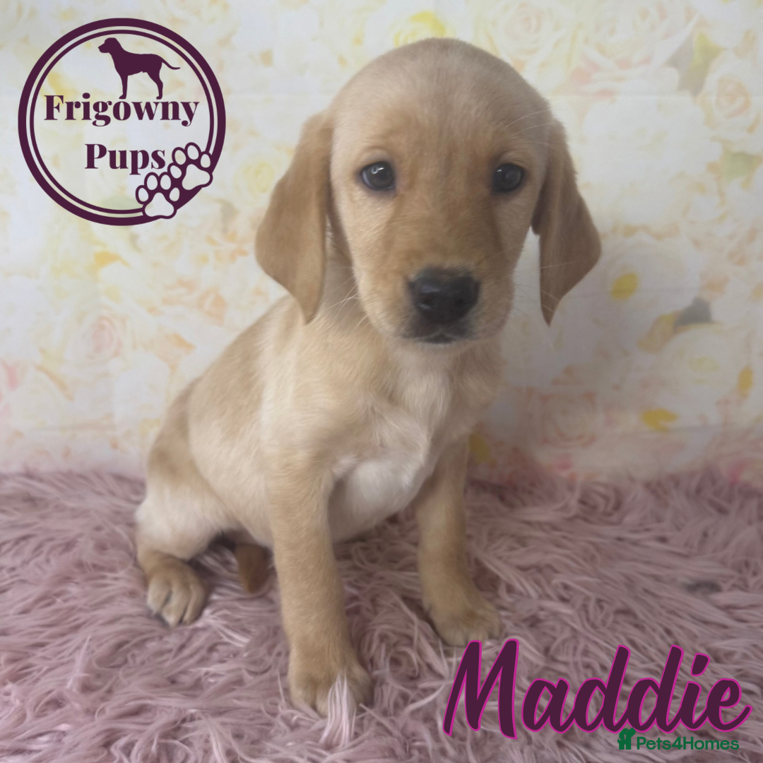 Labrador Retriever dogs for sale: Adorable KC Reg Labrador Puppies *Ready Now* - Image 6