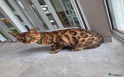 Bengal cats for sale: Bengal female two year old cat - Image 4