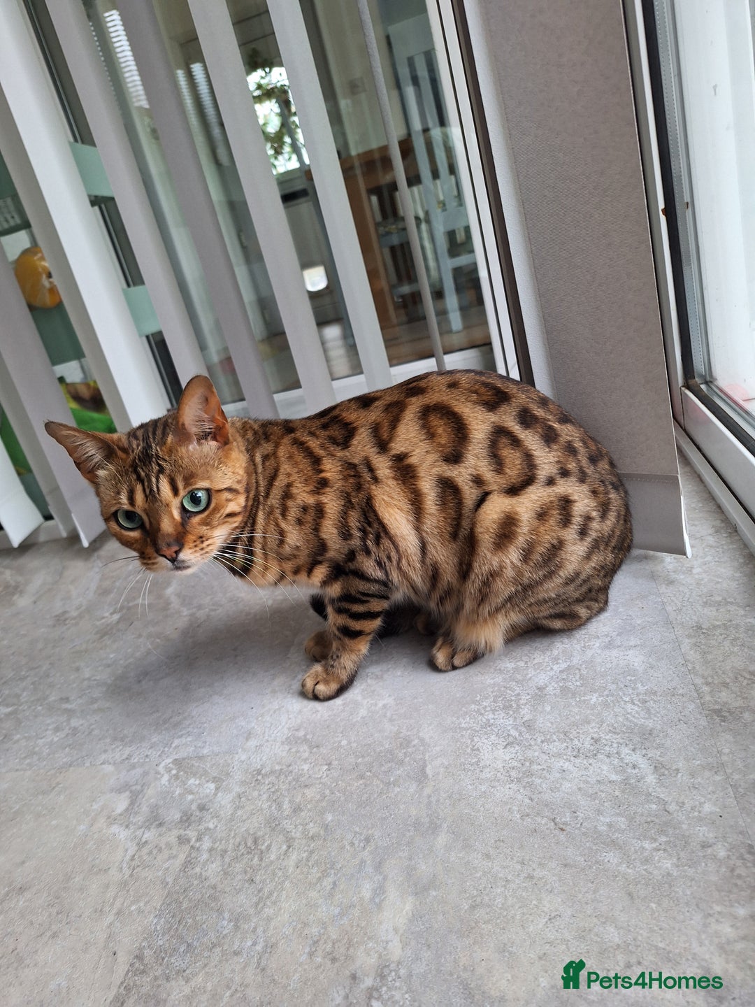 Bengal cats for sale: Bengal female two year old cat - Image 4