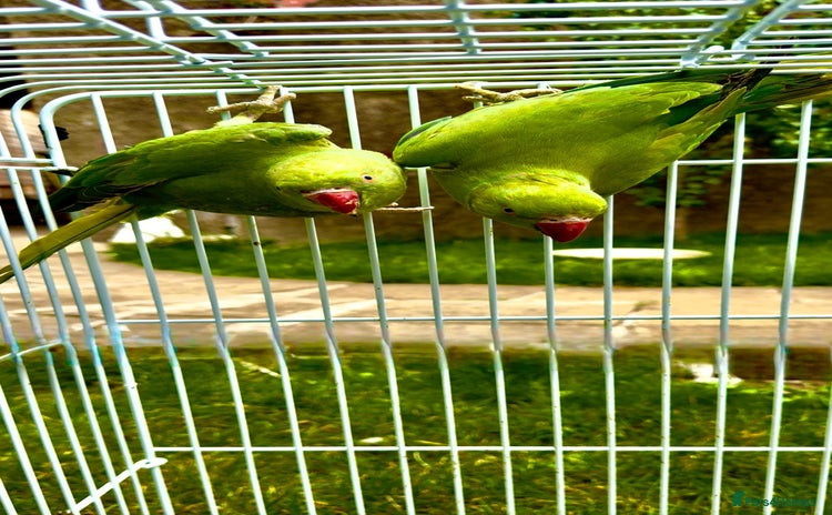 Ringnecks birds - Advert 4
