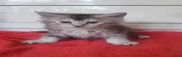 Maine Coon cats for sale: Active Tica Reg Maine Coone Kittens  - Advert 3