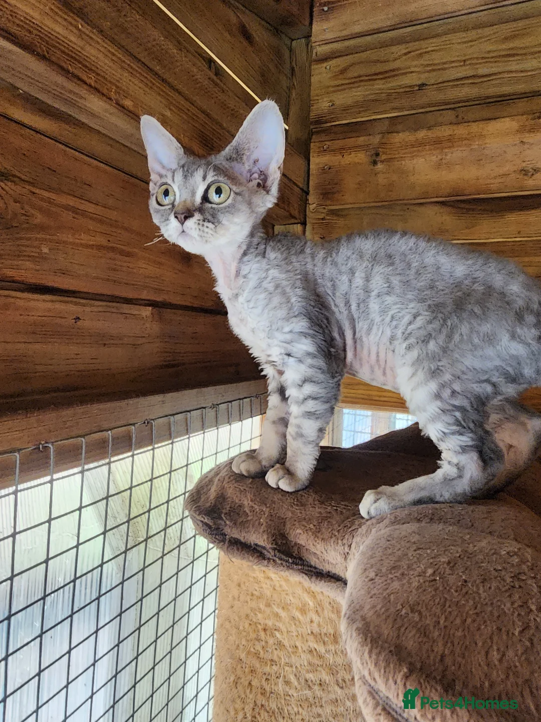 Devon Rex cats for sale: Black silver Devon Rex girl available - Advert 5