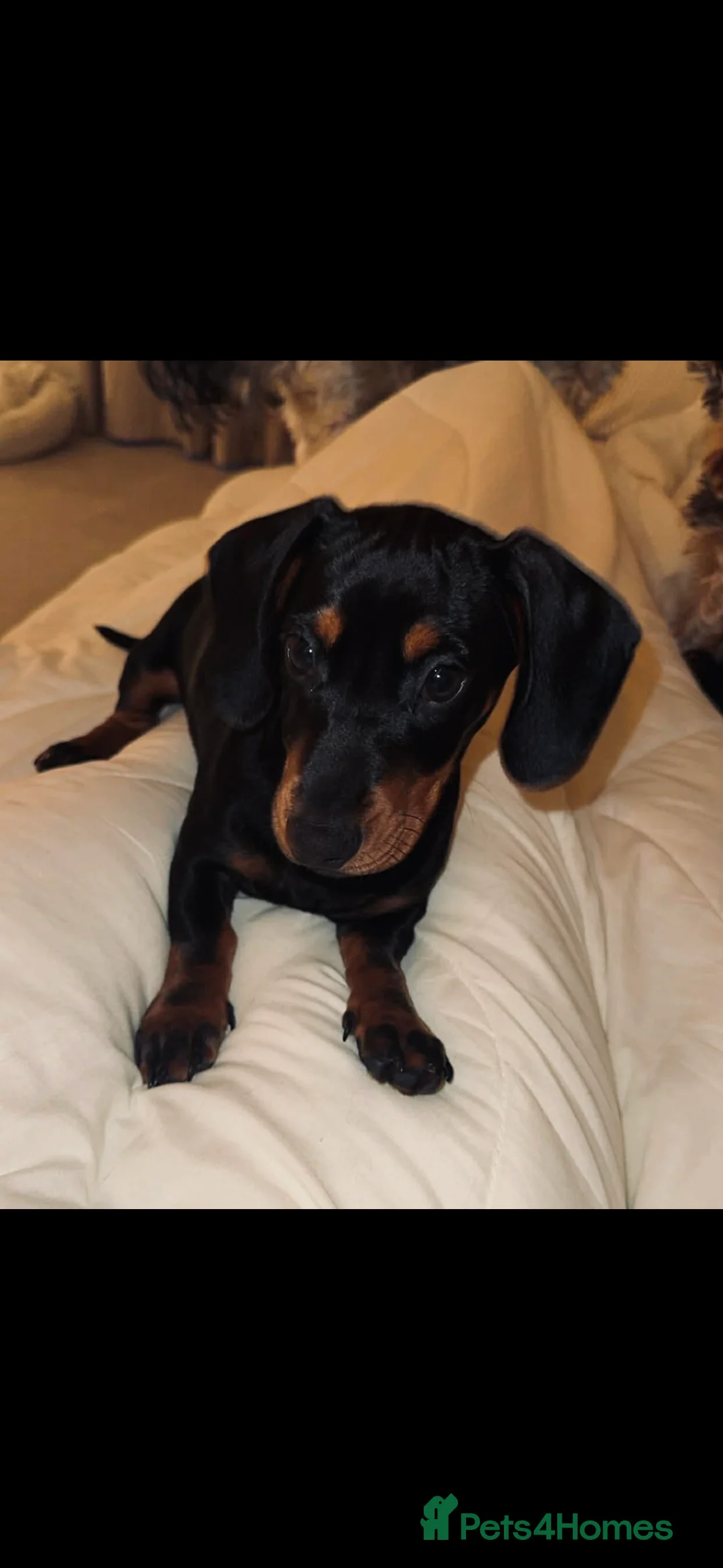 Miniature Dachshund dogs for sale: female miniature dachshund  - Advert 1
