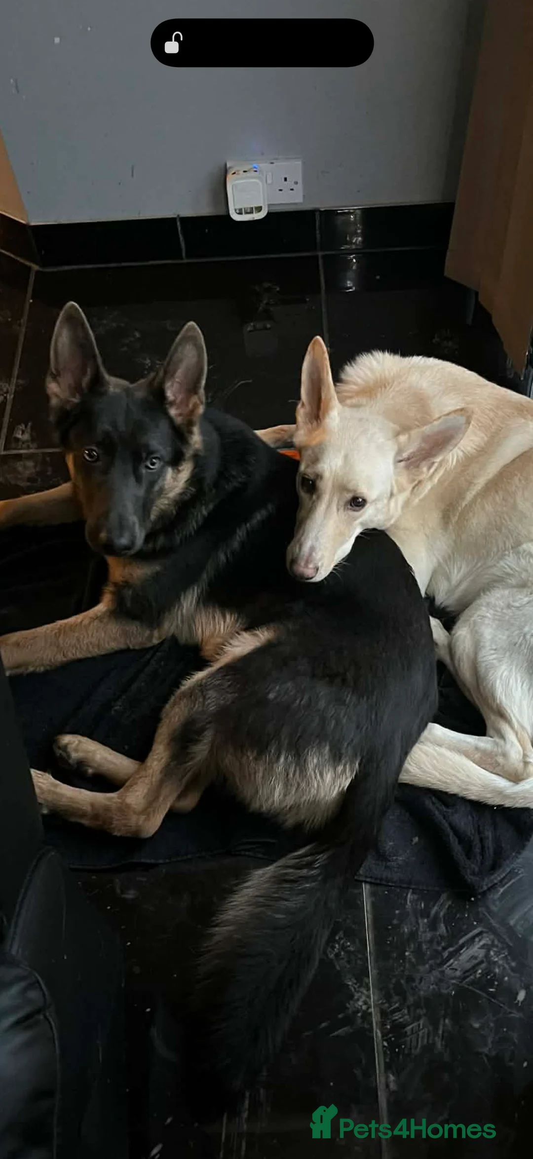 German Shepherd dogs for sale: 1 male  - Advert 5