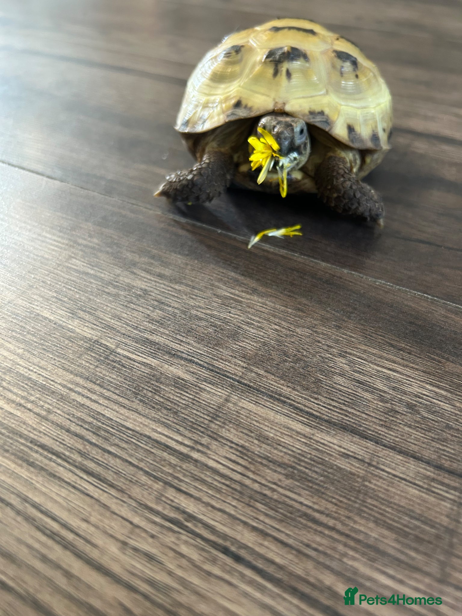 Tortoise reptiles Tortoise 4 year old male  - Advert 2