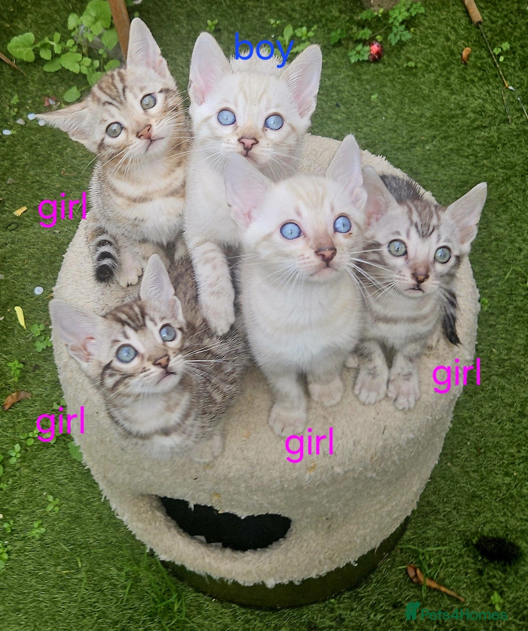 Bengal cats for sale: Bengal  - Advert 1