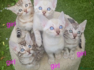 Bengal cats Bengal - Advert 1