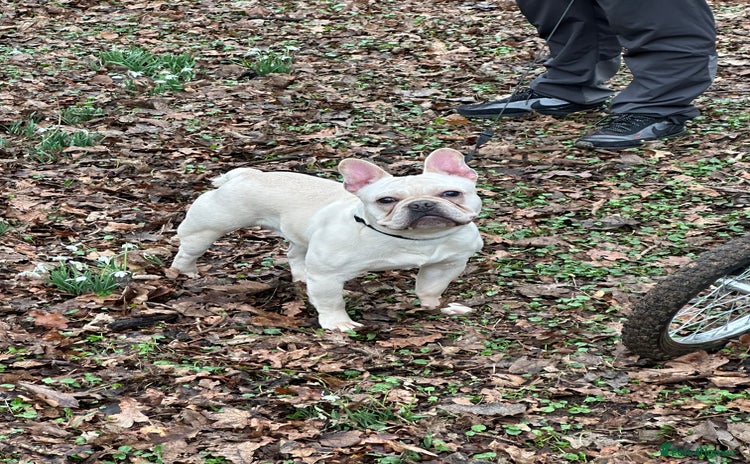 French Bulldog dogs - Advert 4