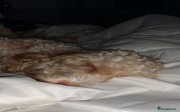 Cockapoo dogs for stud: Thundi - Image 3
